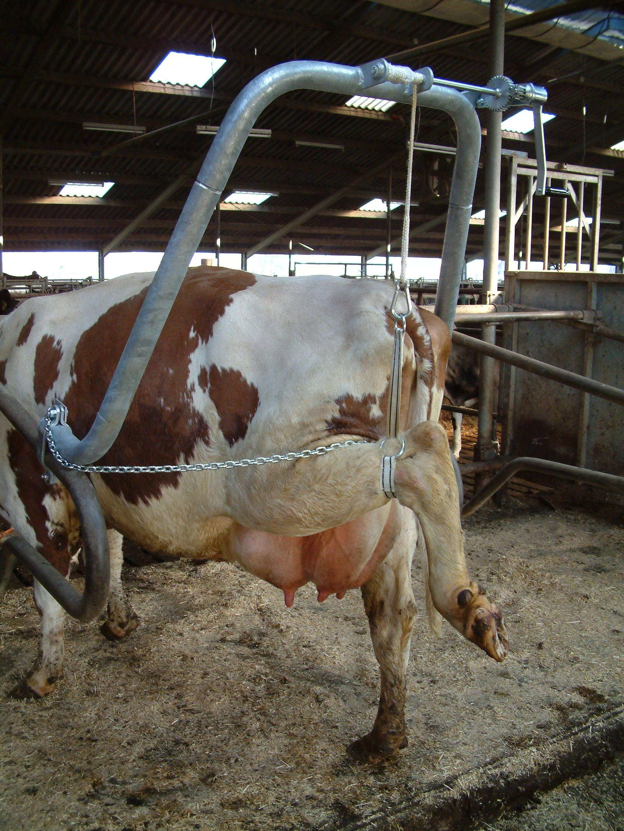 Vink Hoofcare Frame for Cattle